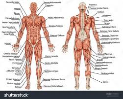 Select a muscle and it provides the exercises to workout the selected muscle. Leg Muscle Names Diagram Musculos Do Corpo Humano Sistema Muscular Humano Sistema Muscular