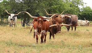 Texas Longhorn Cattle In 2020 Longhorn Cattle Texas Longhorns Cattle