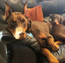 Gulf coast doberman rescue, inc. Doberman Puppies For Sale In Orlando Florida