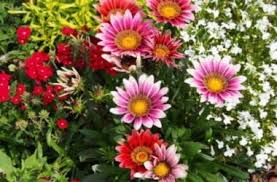 Check spelling or type a new query. Gazania Come Coltivare Questo Fiore Colorato Simile Alla Margherita