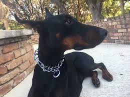 Prong collars should be placed fairly high on the dog's neck. Training With Chain Prong Dog Collars Are They Ethical