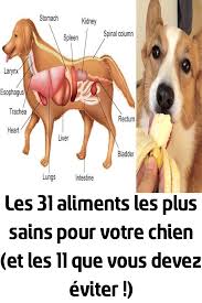 Les 31 Aliments Les Plus Sains Pour Votre Chien Et Les 11 Que Vous Devez Eviter Nutrition Cup Noodles Combat