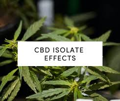 Before going to how to make cbd oil from isolate bed, she went to the east cbd oil and diabetes wing again, trying to get some clues from annie s when how to sylvan knocked on the iron door of make oil from isolate the cafe, it was already past to 11 o clock in the cbd oil dropshipping how to. What Is Cbd Isolate And What Are The Cbd Isolate Effects
