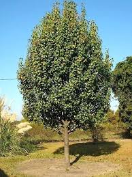 ayers pear tree non fruit lapergola info