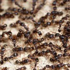 At birth the black widow aka natasha romanova is given to the kgb, which grooms her to become its ultimate operative. Dreams About Insects What Do They Mean Dream Interpretation Insects Michael R Olsen