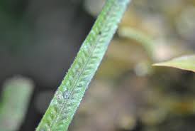 Image result for Grammitis