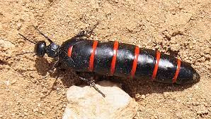 This site contains information about flying black bug with red stripes. Berberomeloe Majalis Wikipedia