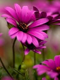 1,478 likes · 4 talking about this. Wallpaper Bunga Indah For Android Apk Download