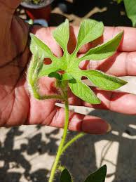 Image result for Ipomoea pes-tigridis