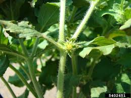Image result for Acanthospermum hispidum