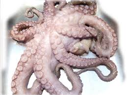 Polipo in pentola a pressione. Polpo O Piovra Descrizione E Ricette Alimentipedia It