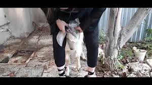 Woman cited after dogs escape and kill goat подробнее. 1376 Youtube