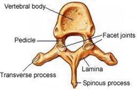 Thank you for your quick reply.but i dont get it. Artifical Vertebrae By Matthew Mcnulty Openwetware