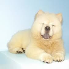 Maybe you would like to learn more about one of these? King Chay Pets Transport Services Home Facebook