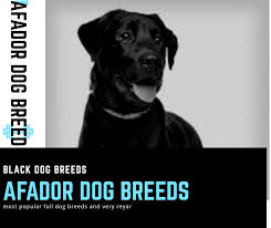 Being vigilant and defensive around outsiders, the afador may bark uproariously when an obscure individual goes into the room, which makes it a respectably decent guard dog. Letest Dog Photos Facebook