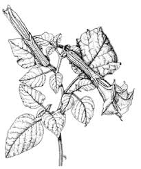 Image result for Solanaceae