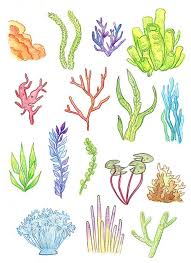 Underwater Plants Print Watercolor Painting Art Illustration Drawing Coral Reef Seaweed Anemone Coral Drawing Coral Painting Underwater Plants