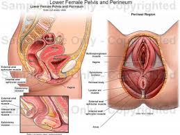 The wiring diagram on the opposite hand is particularly beneficial to an outside electrician. Womens Anatomy Pelvis Anatomy Drawing Diagram