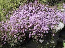 Buy creeping thyme and get the best deals at the lowest prices on ebay! Pin On For The Garden