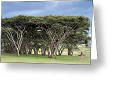 Image result for Acacia abyssinica