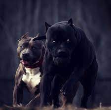 Check spelling or type a new query. Designer Pitbulls For Sale