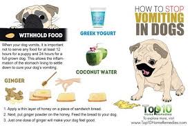 How To Stop Vomiting In Dogs Top 10 Home Remedies Sick Dog Remedies Dog Remedies Sick Dog
