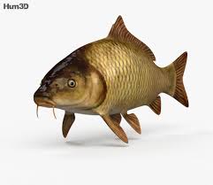 See more outdoor fishing wallpaper, peaceful fishing wallpaper, sport fishing wallpaper, fishing wallpaper, bears fishing wallpapers, ice fishing wallpaper. 3d Model Of Carp Hd Fish Sketch Carp Fish Drawings