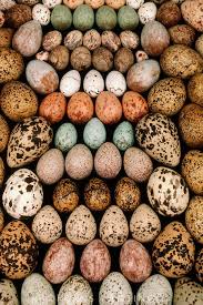 Small Bird Eggs With Brown Spots 008253 Frans Lanting Stock Bird Eggs Frans Lanting Beautiful Birds