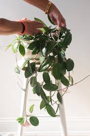Though many swear hoya plant care is among the easiest of all indoor plants, we've cared for many hoyas in the nursery over the years, and have learned that each has its specific likes and dislikes. Wax Plant Poetic Why The Hoya Is One Part Houseplant One Part Hanging Heirloom The Horticult