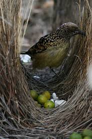 pin on home sweet home bird nests
