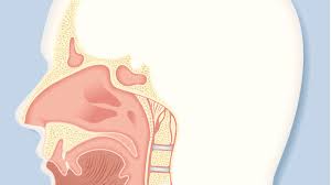 If the tumor involves the dividing wall of the nasal cavity (the nasal septum) either a portion or the entire septum is removed. The Nasal Cavity Anatomy Function And Treatment