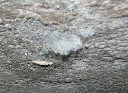 Image result for site:byggahus.se svamp