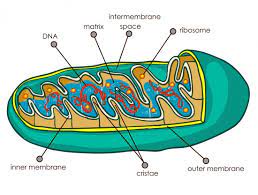 Image Result For Mitochondria Mitochondria Mitochondrial Disease Mitochondrial