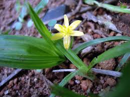 Image result for Hypoxidaceae