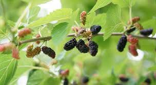 Image result for Morus indica