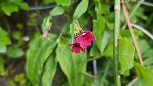 Image result for Jasminum beesianum