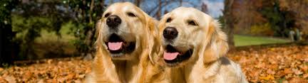 The cottage grove animal hospital is a full service, small animal veterinary clinic. Veterinarians Dedham Massachusetts Animed Pet Hospital