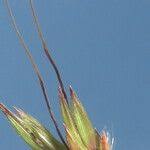 Image result for Hyparrhenia cymbaria