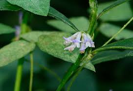 Image result for Amphicarpaea africana