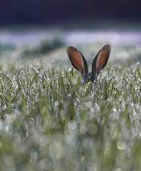 Right now we have 64+ background pictures, but the number of images is growing, so add the webpage to bookmarks. 32 Stunning Phone Wallpaper For People And Animals Page 13 Of 32 Veguci Animals Wild Animals Beautiful Animals