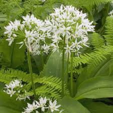 Image result for Allium ursinum