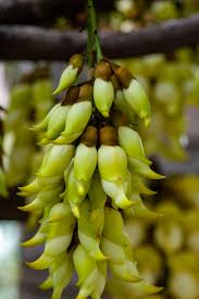Image result for Mucuna poggei