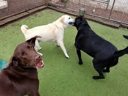 She reacts really well on people, both males and females, however, she never had a chance to meet with any children so her reaction to them is unknown. Tlc Pet Care Liverpool Petslover