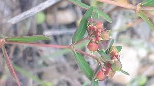 Image result for Euphorbia hyssopifolia
