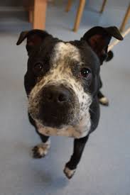 Black And White Boston Terrier Pitbull Mix Pin On Our Rescue Shelter Partners