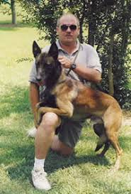 belgian malinois breed standard and information cvilla