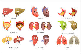 Pancreas Cartoon Photos Royalty Free Images Graphics Vectors Videos Adobe Stock Strong healthy pancreas cartoon character isolated on white background. pancreas cartoon photos royalty free