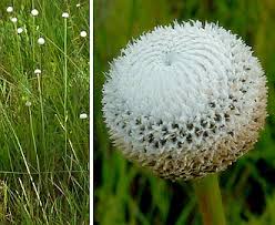 Image result for Eriocaulon transvaalicum
