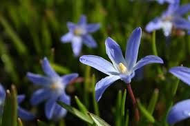 +44 207 724 7525 flowerstation.co.uk. 10 Blue Glory Of The Snow Bulbs Chionodoxa Luciliae Free Uk Postage Spring Bulbs Glory Of The Snow Bulb Flowers