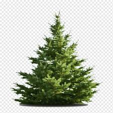 It can be downloaded in best resolution and used for design and web design. Nordmann Fir Christmas Tree Middletown Tree Recycling Waste Christmas Decoration Png Pngwing